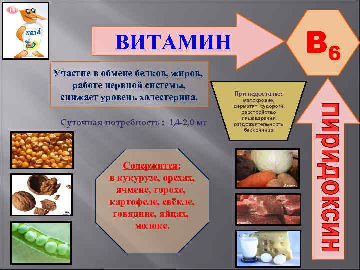B 6 ВИТАМИН Участие в обмене белков, жиров, работе нервной системы, снижает уровень холестерина.