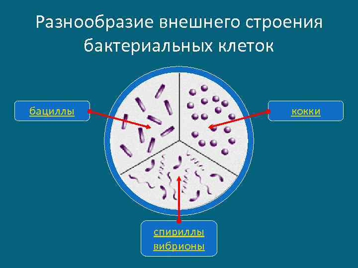 Разнообразие внешнего строения бактериальных клеток бациллы кокки спириллы вибрионы 