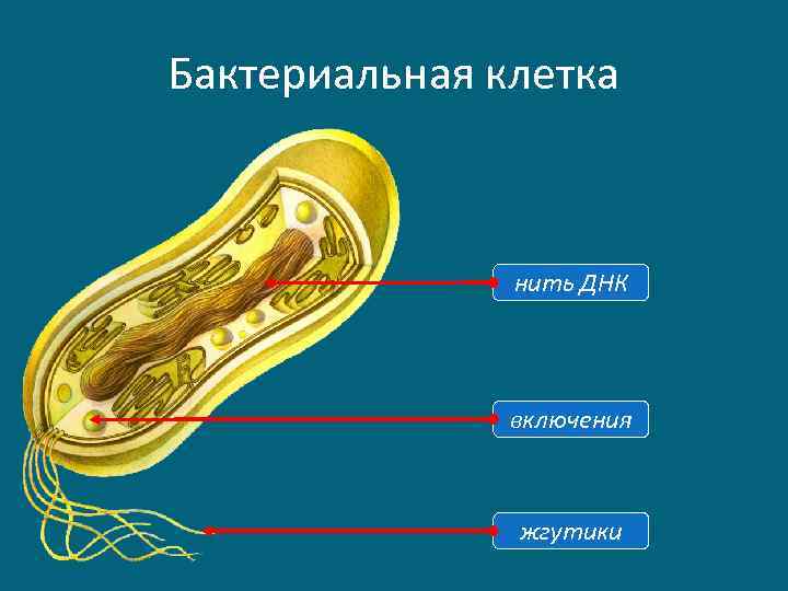 Бактериальная клетка нить ДНК включения жгутики 