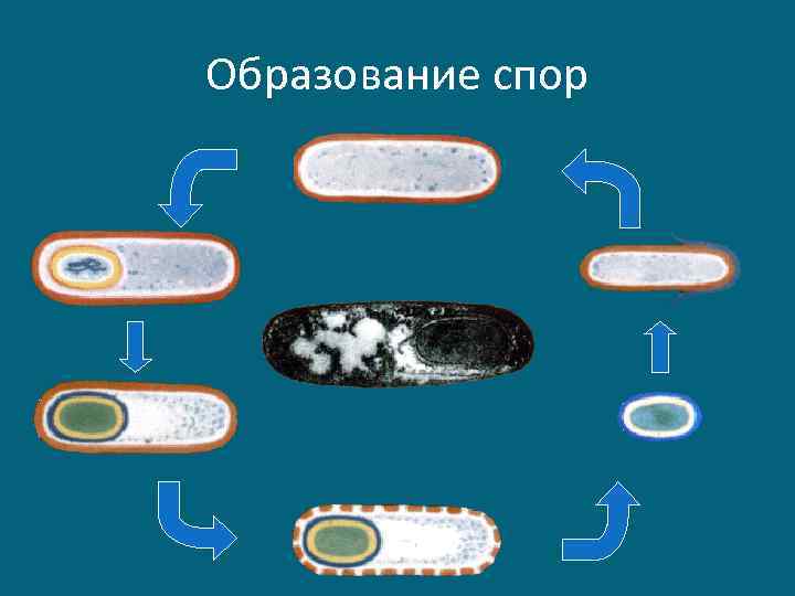 Образование спор 