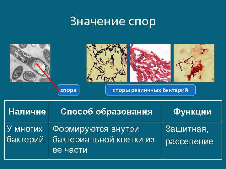 Значение спора Наличие споры различных бактерий Способ образования Функции У многих Формируются внутри бактерий