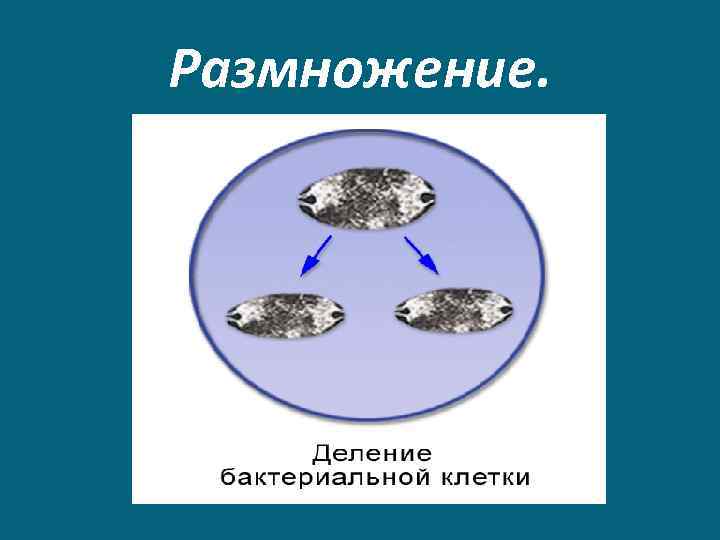 Размножение. 