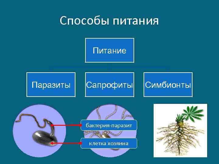 Способы питания Питание Паразиты Сапрофиты бактерия-паразит клетка хозяина Симбионты 