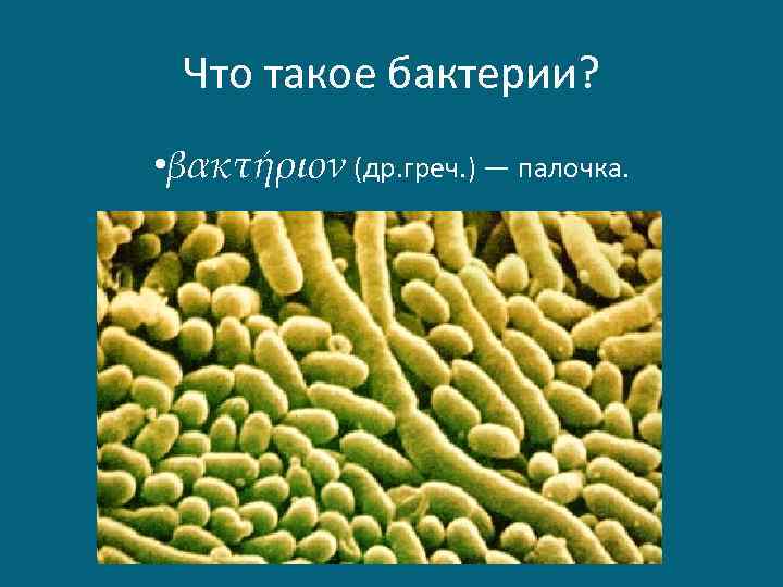 Что такое бактерии? • βακτήριον (др. греч. ) — палочка. 