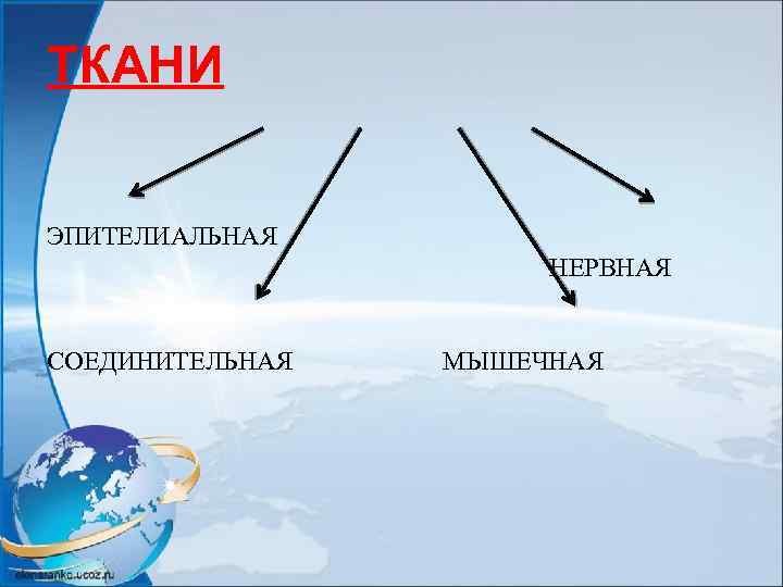 ТКАНИ ЭПИТЕЛИАЛЬНАЯ НЕРВНАЯ СОЕДИНИТЕЛЬНАЯ МЫШЕЧНАЯ 