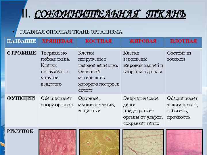 II. СОЕДИНИТЕЛЬНАЯ ТКАНЬ • ГЛАВНАЯ ОПОРНАЯ ТКАНЬ ОРГАНИЗМА НАЗВАНИЕ ХРЯЩЕВАЯ КОСТНАЯ ЖИРОВАЯ ПЛОТНАЯ СТРОЕНИЕ