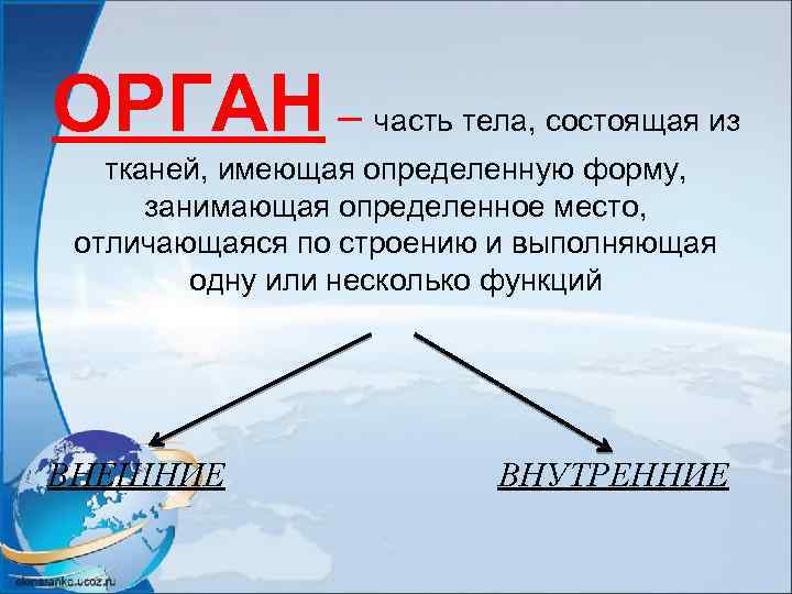 ОРГАН – часть тела, состоящая из тканей, имеющая определенную форму, занимающая определенное место, отличающаяся