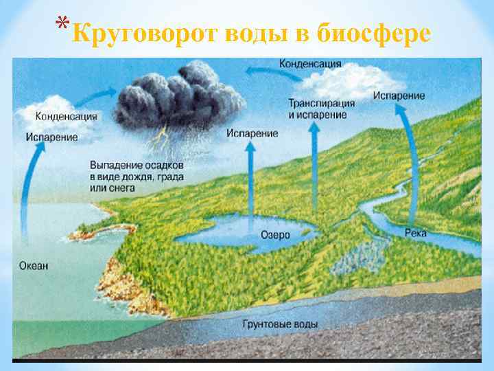 *Круговорот воды в биосфере 