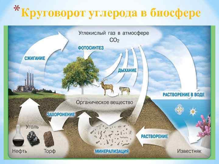 *Круговорот углерода в биосфере 