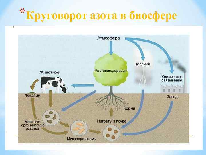 *Круговорот азота в биосфере 