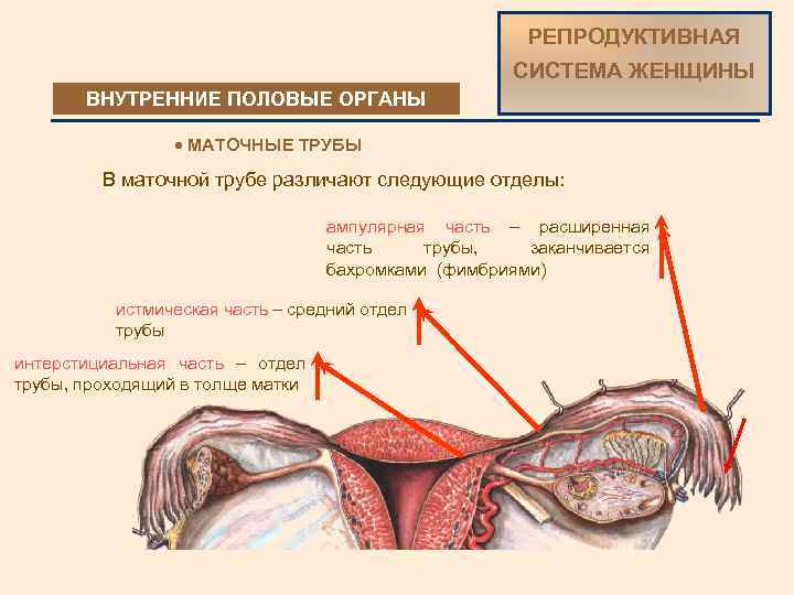 РЕПРОДУКТИВНАЯ СИСТЕМА ЖЕНЩИНЫ ВНУТРЕННИЕ ПОЛОВЫЕОРГАНЫ