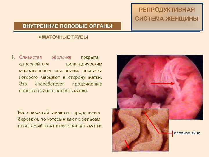 РЕПРОДУКТИВНАЯ СИСТЕМА ЖЕНЩИНЫ ВНУТРЕННИЕ ПОЛОВЫЕ ОРГАНЫ · МАТОЧНЫЕ ТРУБЫ 1. Слизистая оболочка покрыта однослойным