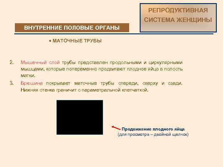 РЕПРОДУКТИВНАЯ СИСТЕМА ЖЕНЩИНЫ ВНУТРЕННИЕ ПОЛОВЫЕ ОРГАНЫ · МАТОЧНЫЕ ТРУБЫ 2. Мышечный слой трубы представлен