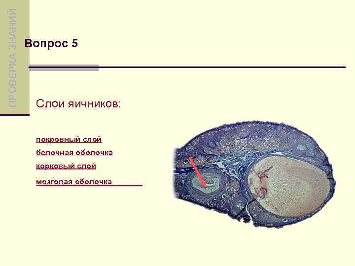 ПРОВЕРКА ЗНАНИЙ Вопрос 5 Слои яичников: покровный слой белочная оболочка корковый слой мозговая оболочка