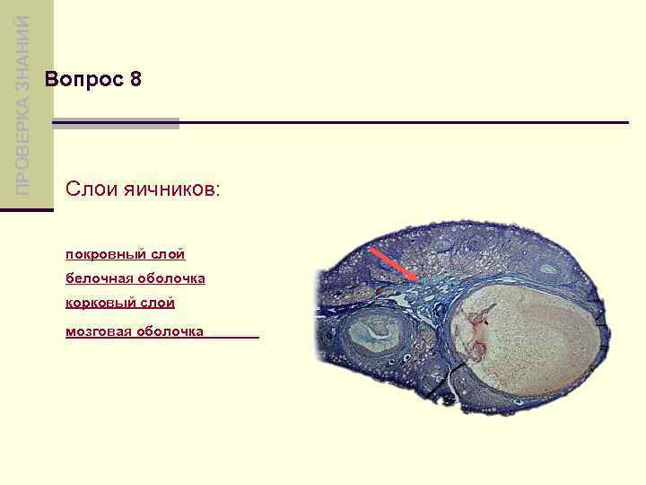 ПРОВЕРКА ЗНАНИЙ Вопрос 8 Слои яичников: покровный слой белочная оболочка корковый слой мозговая оболочка