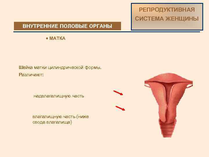 РЕПРОДУКТИВНАЯ СИСТЕМА ЖЕНЩИНЫ ВНУТРЕННИЕ ПОЛОВЫЕОРГАНЫ