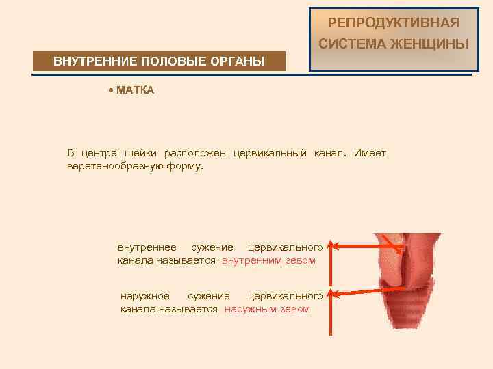 РЕПРОДУКТИВНАЯ СИСТЕМА ЖЕНЩИНЫ ВНУТРЕННИЕ ПОЛОВЫЕ ОРГАНЫ · МАТКА В центре шейки расположен цервикальный канал.