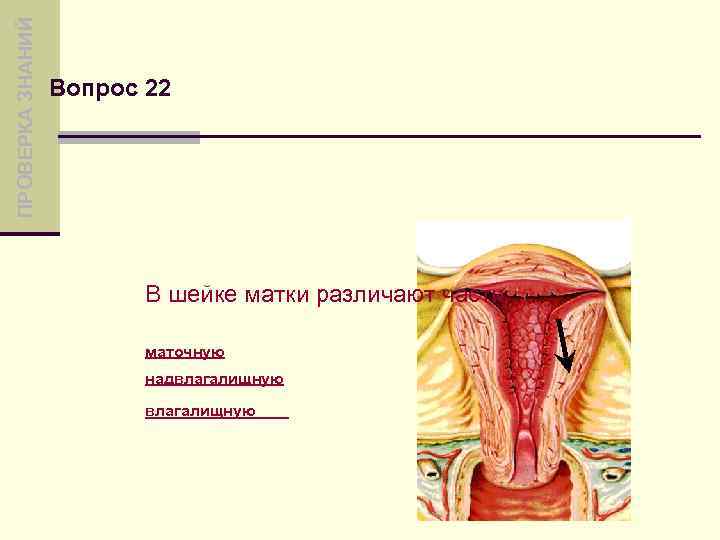 ПРОВЕРКА ЗНАНИЙ Вопрос 22 В шейке матки различают части: маточную надвлагалищную 
