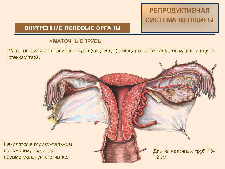 РЕПРОДУКТИВНАЯ СИСТЕМА ЖЕНЩИНЫ ВНУТРЕННИЕ ПОЛОВЫЕ ОРГАНЫ · МАТОЧНЫЕ ТРУБЫ Маточные или фаллопиевы трубы (яйцеводы)