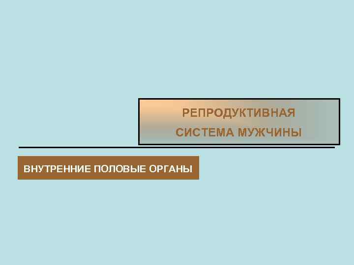 РЕПРОДУКТИВНАЯ СИСТЕМА МУЖЧИНЫ ВНУТРЕННИЕ ПОЛОВЫЕ ОРГАНЫ 