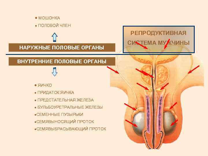 · МОШОНКА · ПОЛОВОЙ ЧЛЕН РЕПРОДУКТИВНАЯ НАРУЖНЫЕ ПОЛОВЫЕ ОРГАНЫ ВНУТРЕННИЕ ПОЛОВЫЕ ОРГАНЫ · ЯИЧКО