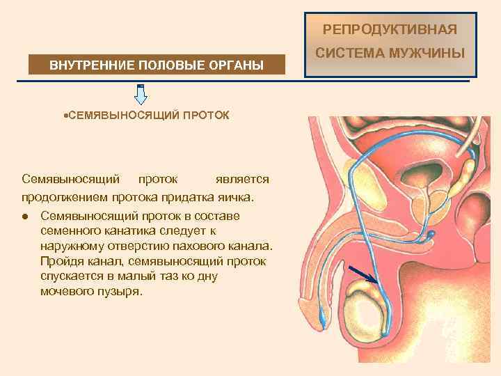 Мужская половая система фото