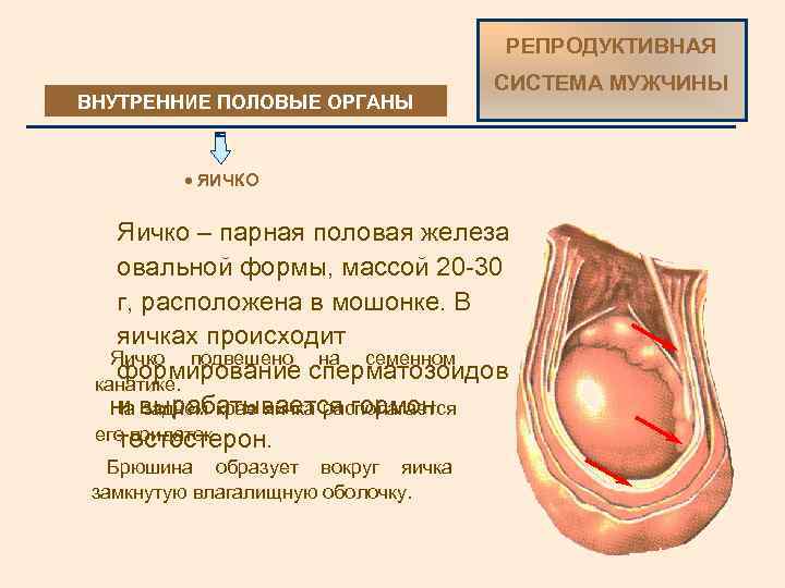 РЕПРОДУКТИВНАЯ ВНУТРЕННИЕ ПОЛОВЫЕ ОРГАНЫ СИСТЕМА МУЖЧИНЫ · ЯИЧКО Яичко – парная половая железа овальной