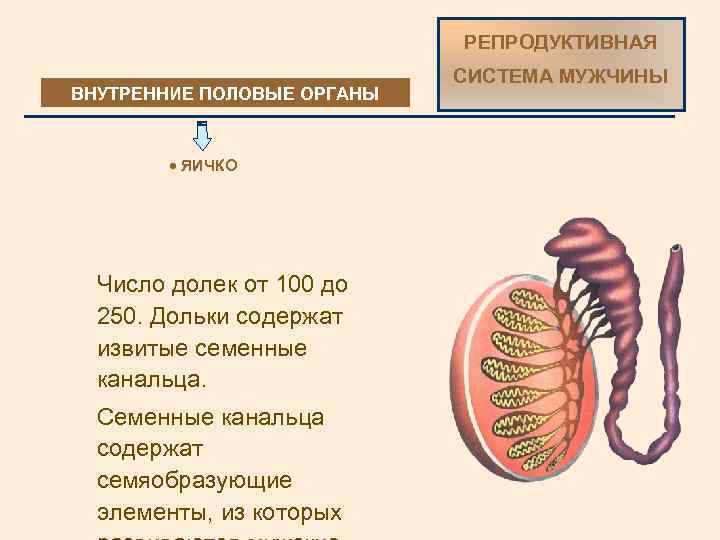 РЕПРОДУКТИВНАЯ ВНУТРЕННИЕ ПОЛОВЫЕ ОРГАНЫ · ЯИЧКО Число долек от 100 до 250. Дольки содержат