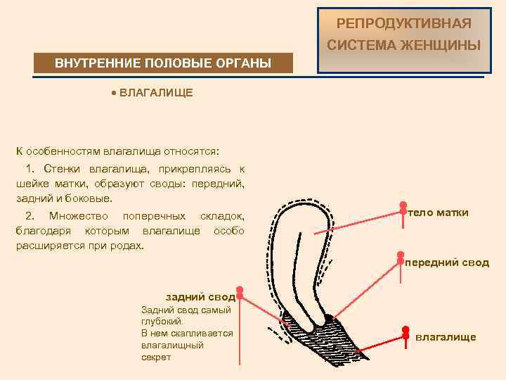 РЕПРОДУКТИВНАЯ СИСТЕМА ЖЕНЩИНЫ ВНУТРЕННИЕ ПОЛОВЫЕ ОРГАНЫ · ВЛАГАЛИЩЕ К особенностям влагалища относятся: 1. Стенки