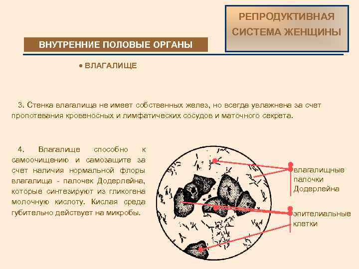 РЕПРОДУКТИВНАЯ СИСТЕМА ЖЕНЩИНЫ ВНУТРЕННИЕ ПОЛОВЫЕ ОРГАНЫ · ВЛАГАЛИЩЕ 3. Стенка влагалища не имеет собственных