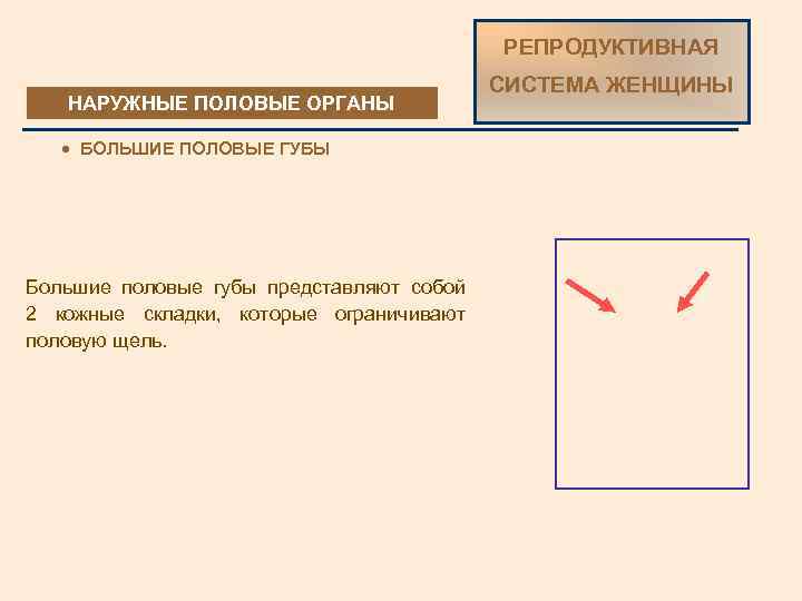 РЕПРОДУКТИВНАЯ НАРУЖНЫЕ ПОЛОВЫЕ ОРГАНЫ · БОЛЬШИЕ ПОЛОВЫЕ ГУБЫ Большие половые губы представляют собой 2