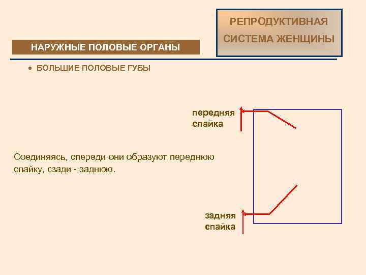 РЕПРОДУКТИВНАЯ СИСТЕМА ЖЕНЩИНЫ НАРУЖНЫЕ ПОЛОВЫЕ ОРГАНЫ · БОЛЬШИЕ ПОЛОВЫЕ ГУБЫ передняя спайка Соединяясь, спереди