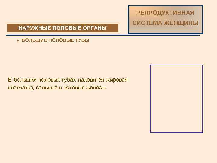 РЕПРОДУКТИВНАЯ НАРУЖНЫЕ ПОЛОВЫЕ ОРГАНЫ · БОЛЬШИЕ ПОЛОВЫЕ ГУБЫ В больших половых губах находится жировая