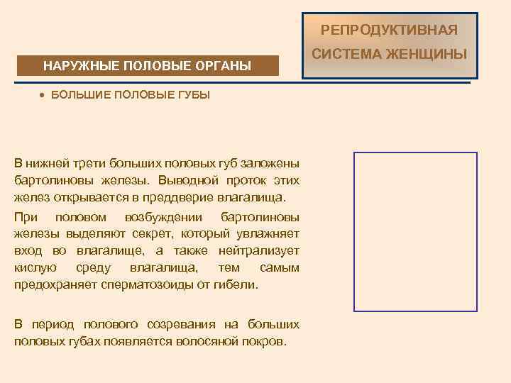 РЕПРОДУКТИВНАЯ НАРУЖНЫЕ ПОЛОВЫЕ ОРГАНЫ · БОЛЬШИЕ ПОЛОВЫЕ ГУБЫ В нижней трети больших половых губ