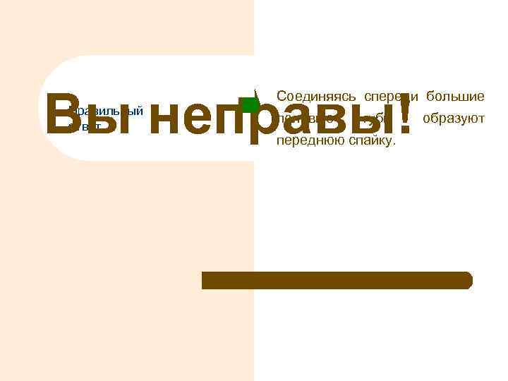 Вы неправы! Правильный ответ Соединяясь спереди большие половые губы переднюю спайку. образуют 