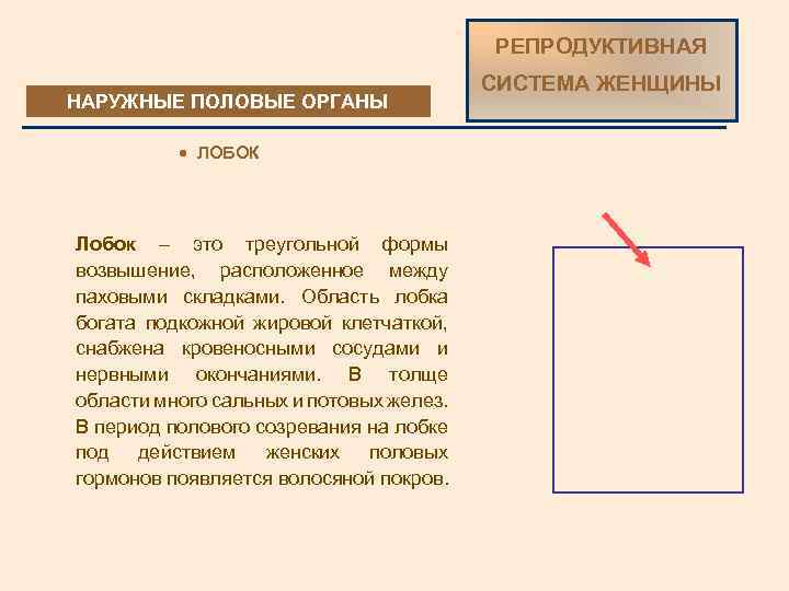 РЕПРОДУКТИВНАЯ НАРУЖНЫЕ ПОЛОВЫЕ ОРГАНЫ · ЛОБОК Лобок – это треугольной формы возвышение, расположенное между