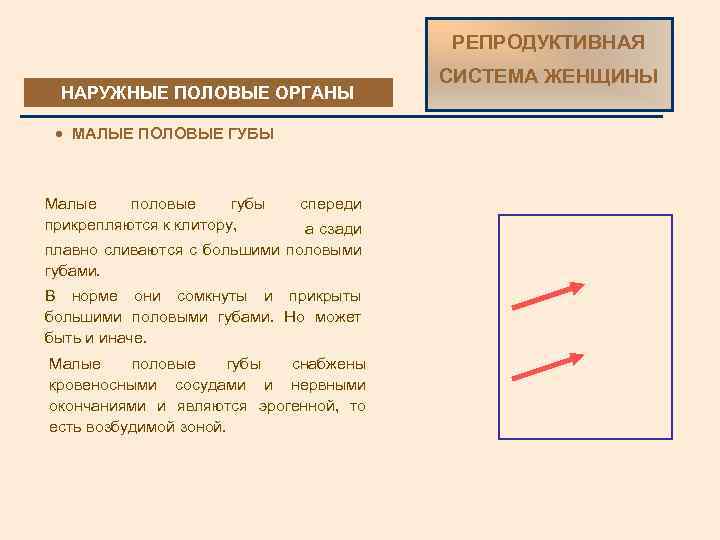 РЕПРОДУКТИВНАЯ НАРУЖНЫЕ ПОЛОВЫЕ ОРГАНЫ · МАЛЫЕ ПОЛОВЫЕ ГУБЫ Малые половые губы прикрепляются к клитору,