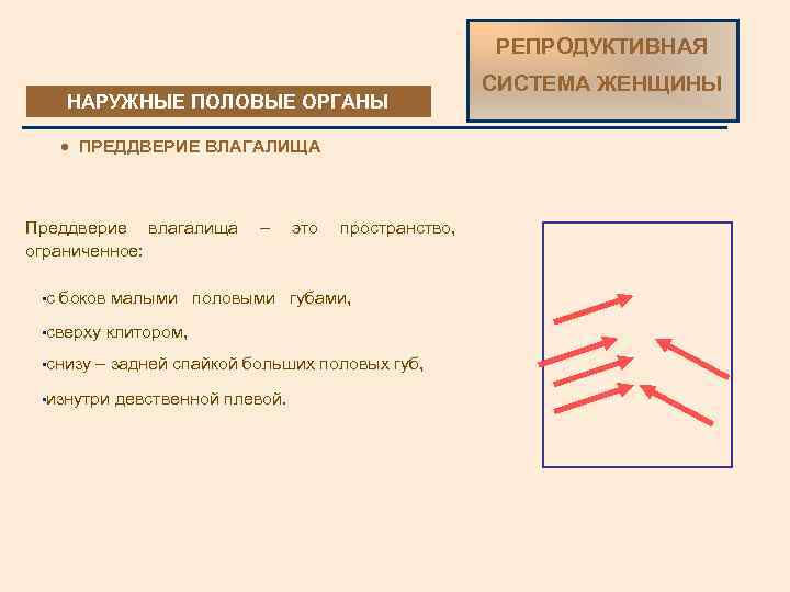 РЕПРОДУКТИВНАЯ НАРУЖНЫЕ ПОЛОВЫЕ ОРГАНЫ · ПРЕДДВЕРИЕ ВЛАГАЛИЩА Преддверие влагалища ограниченное: • с – это