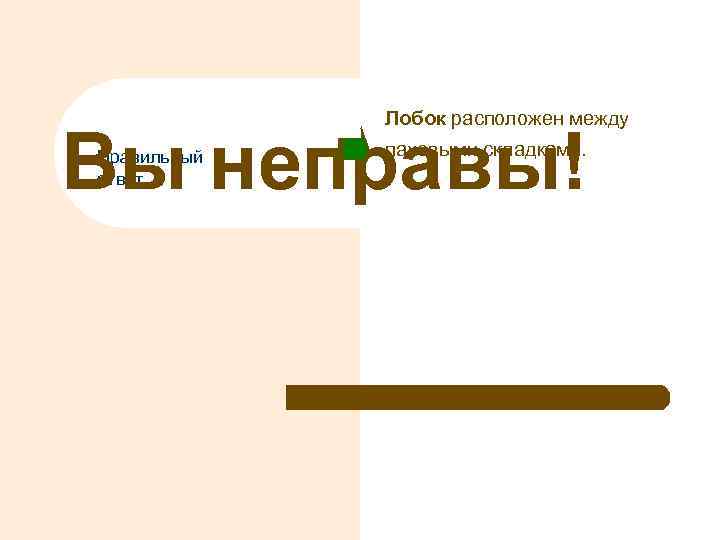 Лобок расположен между Вы неправы! Правильный ответ паховыми складками. 