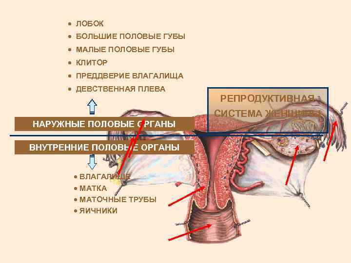 · ЛОБОК · БОЛЬШИЕ ПОЛОВЫЕ ГУБЫ · МАЛЫЕ ПОЛОВЫЕ ГУБЫ · КЛИТОР · ПРЕДДВЕРИЕ