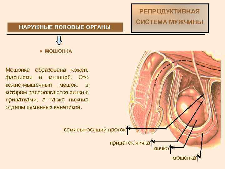 РЕПРОДУКТИВНАЯ НАРУЖНЫЕ ПОЛОВЫЕ ОРГАНЫ СИСТЕМА МУЖЧИНЫ · МОШОНКА Мошонка образована кожей, фасциями и мышцей.