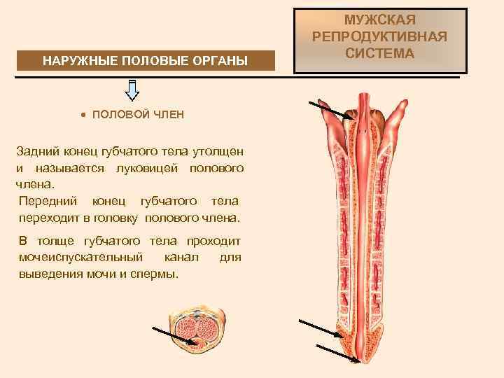 НАРУЖНЫЕ ПОЛОВЫЕ ОРГАНЫ · ПОЛОВОЙ ЧЛЕН Задний конец губчатого тела утолщен и называется луковицей