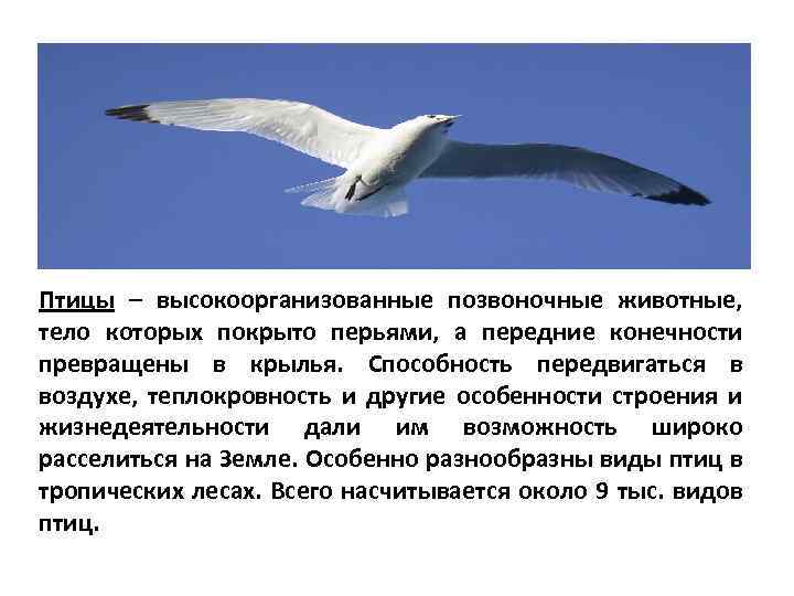 Птицы – высокоорганизованные позвоночные животные, тело которых покрыто перьями, а передние конечности превращены в