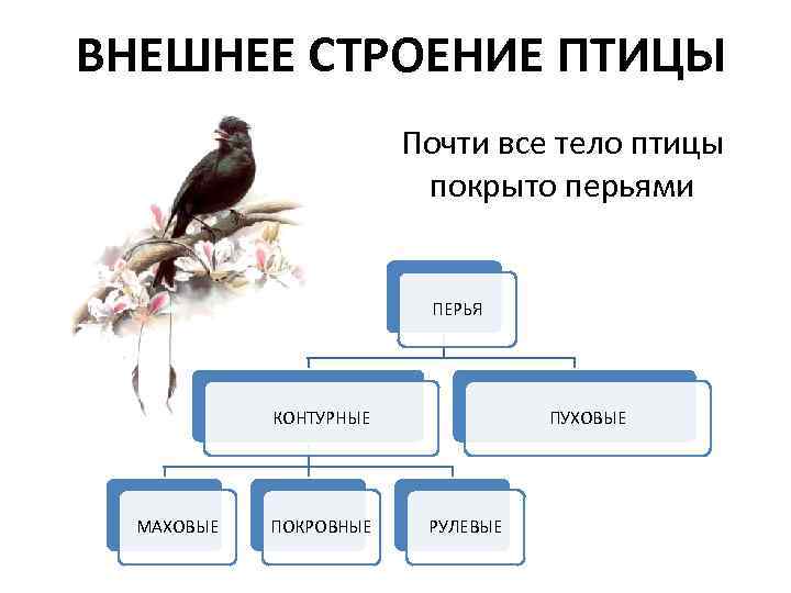 Таблица по птицам 8 класс. Наружное строение птицы. Класс птицы строение. Среда обитания и внешнее строение птиц. Структура птиц.