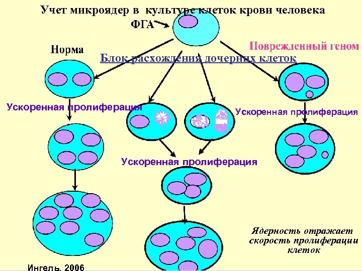 Учет микроядер в культуре клеток крови человека Блок расхождения дочерних клеток Ускоренная пролиферация Ускоренное
