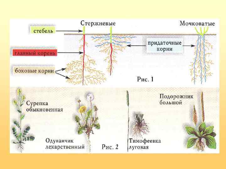 Строение стержневой и мочковатой корневых систем