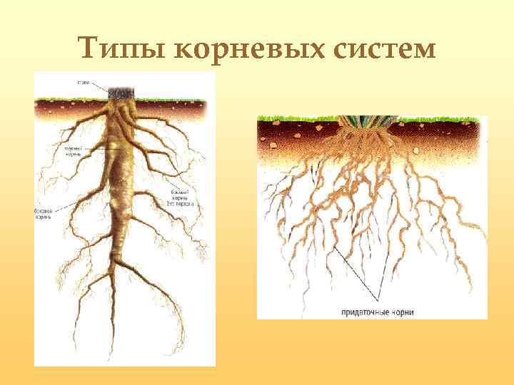 Корни их виды