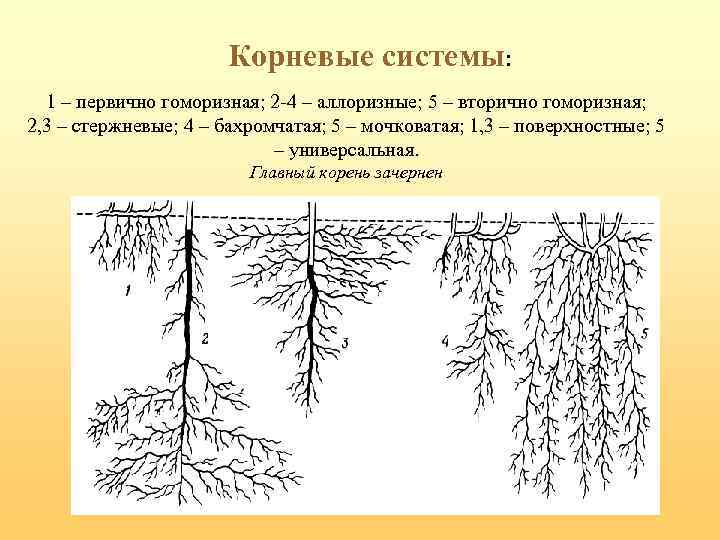 Корневая система елки схема