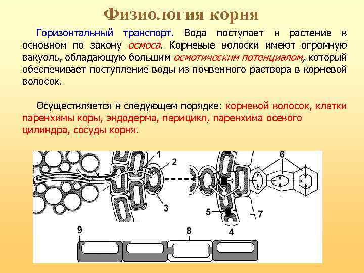 Физиология корня Горизонтальный транспорт. Вода поступает в растение в основном по закону осмоса. Корневые