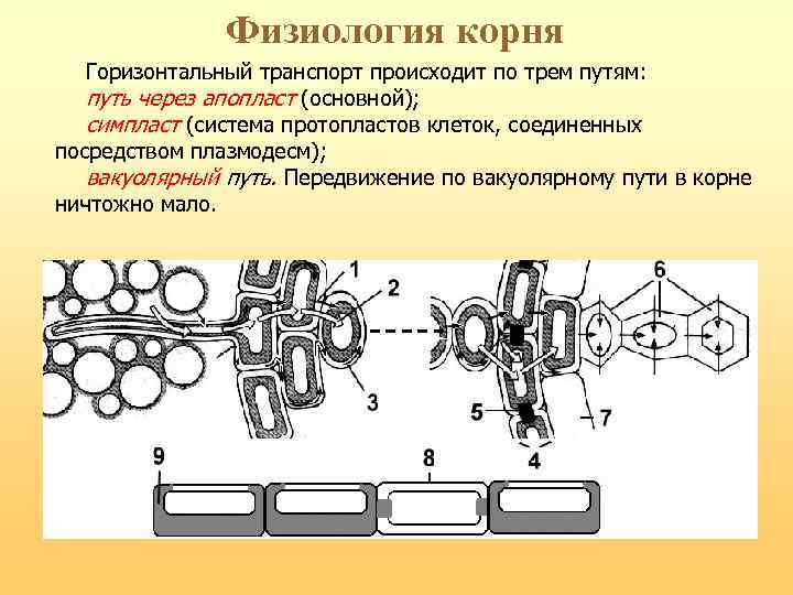 Симпластный апопластный вакуолярный пути транспорта веществ и их значение презентация